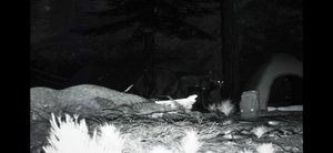 Trailcam screenshot Trailcam screenshot