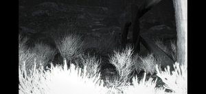 Trailcam screenshot Trailcam screenshot