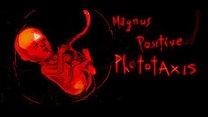 Magnus Positive Photaxis Magnus Positive Photaxis