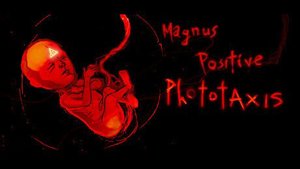 Magnus Positive Photaxis cover image