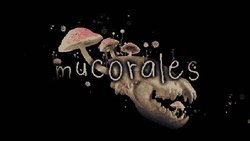 Mucorales Mucorales
